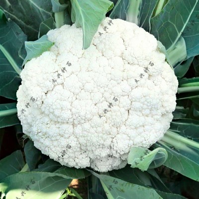 庆扬65天松花菜种子早生抗雨耐湿耐热抗病青梗小米粒2000粒菜种子图3