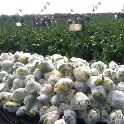 庆扬65天松花菜种子早生抗雨耐湿耐热抗病青梗小米粒2000粒菜种子图5