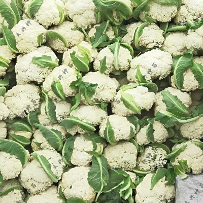 庆扬55天松花菜种子抗雨耐湿抗热抗病商品性好松散花球2000粒种子图5