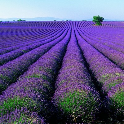 盆栽薰衣草花种子 进口薰衣草种子花种子套餐 花草种子批图2