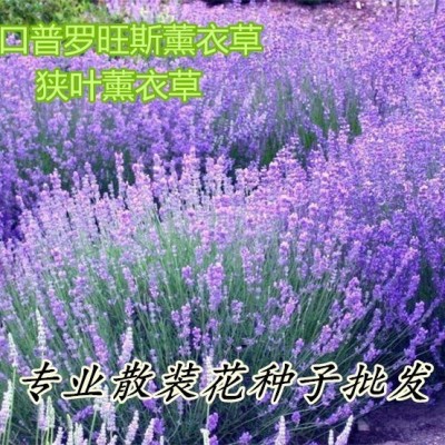 盆栽薰衣草花种子 进口薰衣草种子花种子套餐 花草种子批图4