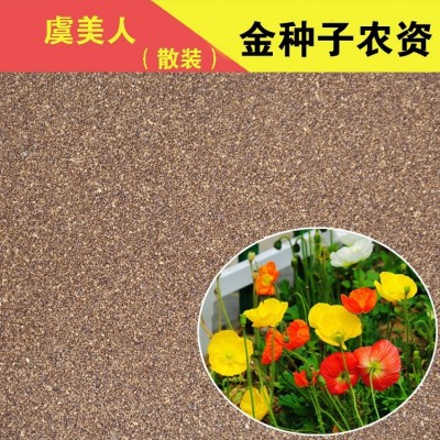 冰岛虞美人种子 多年生耐寒花卉种子 丽春花种子 盆栽花卉图5