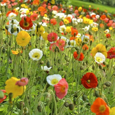 冰岛虞美人种子 多年生耐寒花卉种子 丽春花种子 盆栽花卉图3
