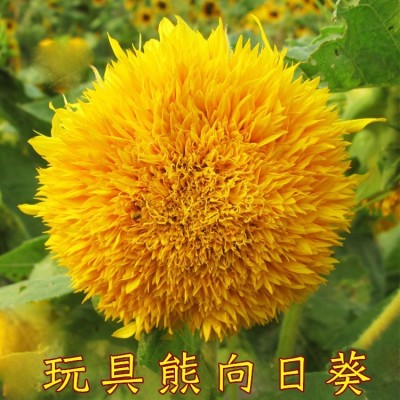 复瓣玩具熊向日葵种子 观赏矮向日葵花 阳台盆栽春播易种植物图2