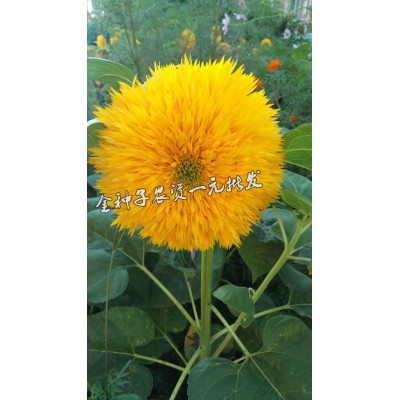 复瓣玩具熊向日葵种子 观赏矮向日葵花 阳台盆栽春播易种植物图4
