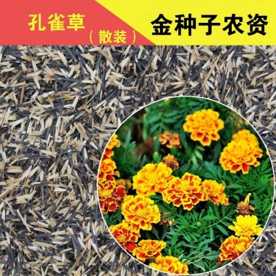 孔雀草花种子秋季四季易种易活花卉植物盆栽室内花草花籽批图5