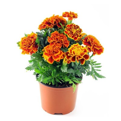 孔雀草花种子秋季四季易种易活花卉植物盆栽室内花草花籽批图4