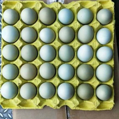 【中号】新杨绿壳蛋翡翠绿420枚/毛重43斤-44斤鸡场直销图3