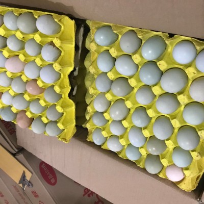 【中号】新杨绿壳蛋翡翠绿420枚/毛重43斤-44斤鸡场直销图4