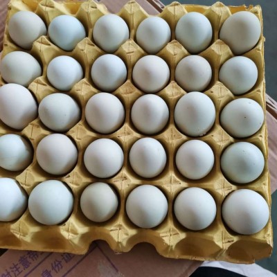 【中号】新杨绿壳蛋翡翠绿420枚/毛重43斤-44斤鸡场直销图5