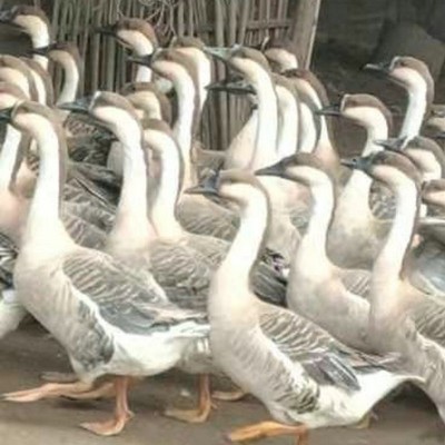 供应大雁苗活体江西大雁户外农家散养活禽类批发养殖基地大雁批发图4