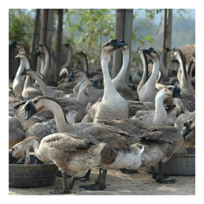 马岗黑鬃鹅苗散养鹅苗乌鬃鹅苗肉广东清远鹅苗农业养殖场现货批发图2