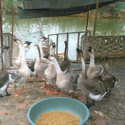 马岗黑鬃鹅苗散养鹅苗乌鬃鹅苗肉广东清远鹅苗农业养殖场现货批发图4