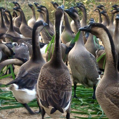 马岗鹅苗现货批发广东清远黑鬃鹅苗散养鹅苗乌鬃鹅苗一件代发鹅苗图3