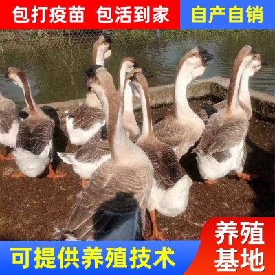 鹅苗半斤一斤供应清远狮头鹅出售鹅苗品种优良灰鹅苗土鹅苗批发图2