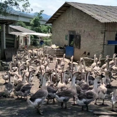 鹅苗半斤一斤供应清远狮头鹅出售鹅苗品种优良灰鹅苗土鹅苗批发图4