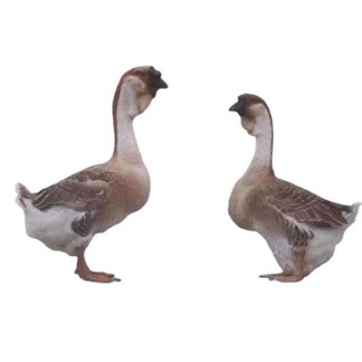 鹅苗半斤一斤供应清远狮头鹅出售鹅苗品种优良灰鹅苗土鹅苗批发图5