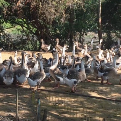 鹅苗半斤一斤供应清远狮头鹅出售鹅苗品种优良灰鹅苗土鹅苗批发图3