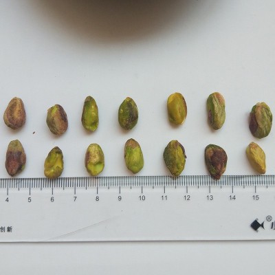 【开心果仁】500g小包装散装开心果无漂白原味生开心果仁原料图4