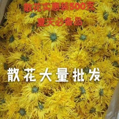大量批发金丝皇菊散装原产地直发新花泡开5-7公分菊花茶一朵一杯图3