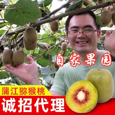 现货四川蒲江红心猕猴桃奇异果红心猕猴桃当季水果大果现摘现发 现货四川蒲江红心猕猴桃奇异果红心猕猴桃当季水果大果现摘现发