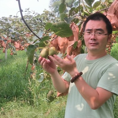 现货四川蒲江红心猕猴桃奇异果红心猕猴桃当季水果大果现摘现发图3