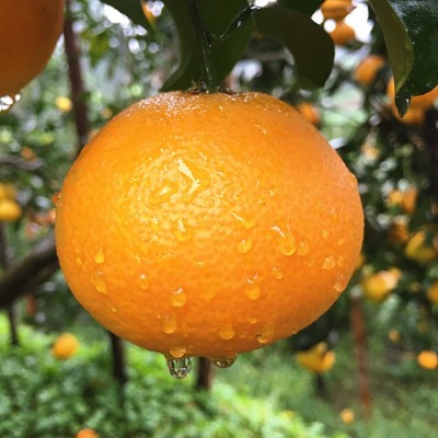 现货新鲜水果眉山丹棱爱媛38号果冻橙 手剥橙汁多味美5斤一件代发（面议）图3