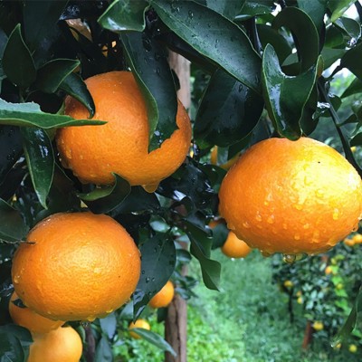 现货新鲜水果眉山丹棱爱媛38号果冻橙 手剥橙汁多味美5斤一件代发（面议）图2