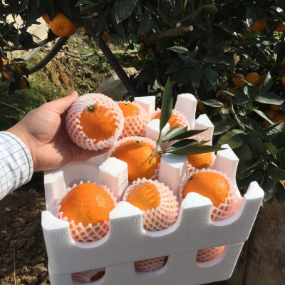 现货新鲜水果眉山丹棱爱媛38号果冻橙 手剥橙汁多味美5斤一件代发（面议）图4