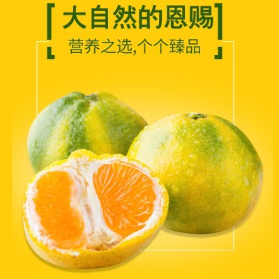 预售四川眉山早熟薄皮青皮蜜桔新鲜采摘现摘现发新鲜水果一件代发图2