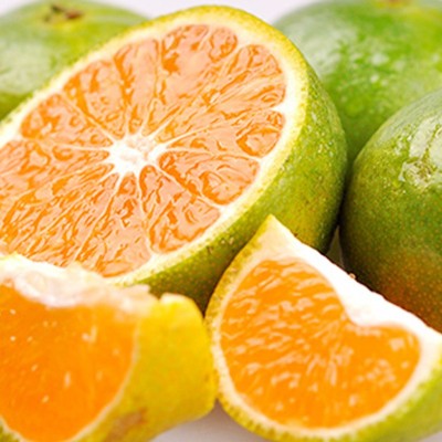 预售四川眉山早熟薄皮青皮蜜桔新鲜采摘现摘现发新鲜水果一件代发图3