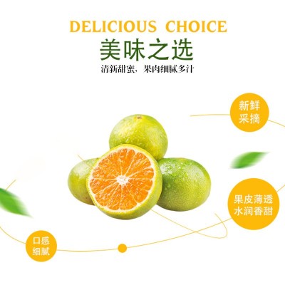 预售四川眉山早熟薄皮青皮蜜桔新鲜采摘现摘现发新鲜水果一件代发图4