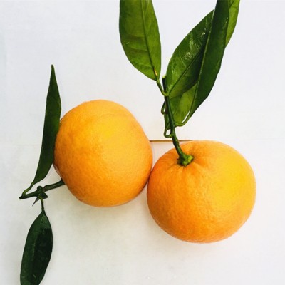 一件代发四川眉山东坡脐橙 非赣南橙新鲜采摘纽荷尔甜橙子5斤9斤图3