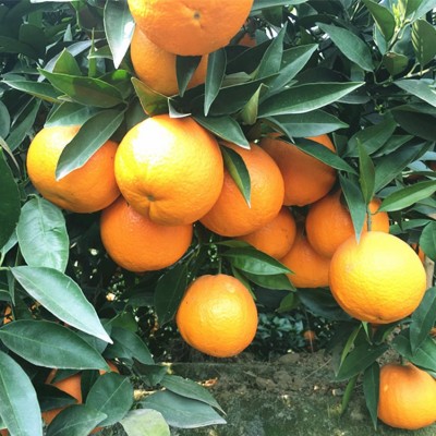 一件代发四川眉山东坡脐橙 非赣南橙新鲜采摘纽荷尔甜橙子5斤9斤图4