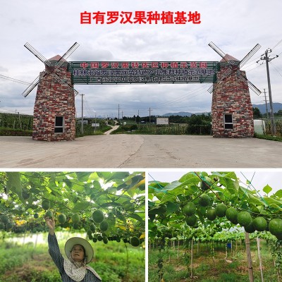 罗汉果仁茶散装称重批发独立包装桂林罗汉果芯茶广西永福微波脱水图4