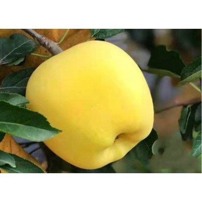 80#以上14-16粒/箱烟台黄金维纳斯苹果精品自家基地霜降后晚采，图3