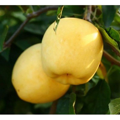 80#以上14-16粒/箱烟台黄金维纳斯苹果精品自家基地霜降后晚采, 80#以上14-16粒/箱烟台黄金维纳斯苹果精品自家基地霜降后晚采,