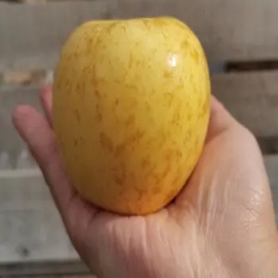 80#以上14-16粒/箱烟台黄金维纳斯苹果精品自家基地霜降后晚采，图4