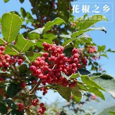 四川汉源大红袍花椒干花椒红花椒粒花椒粉食用农家青麻椒特产香料图2