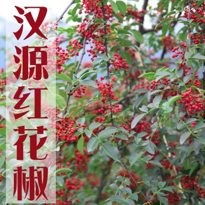 四川汉源大红袍花椒干花椒红花椒粒花椒粉食用农家青麻椒特产香料图4