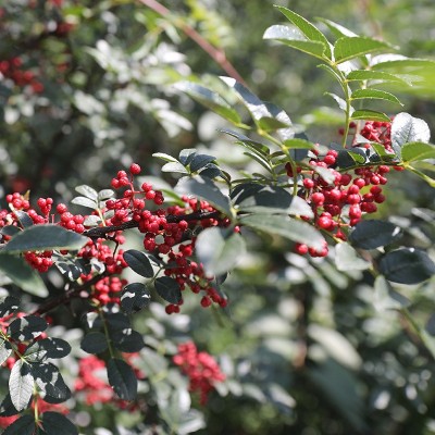 四川汉源红花椒粒500g食用精选调料大红袍麻椒干货家用调味料麻香图4