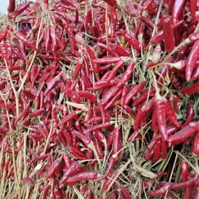 内黄新一代干辣椒大量批发重庆火锅专用特辣香朝天椒厂家现货直销图5