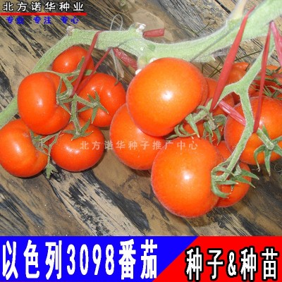 以色列3098大红番茄种子硬果红果西红柿种子蔬菜种子种苗四季图2