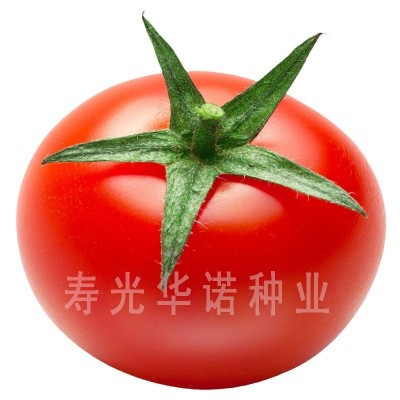 以色列3098大红番茄种子硬果红果西红柿种子蔬菜种子种苗四季图5