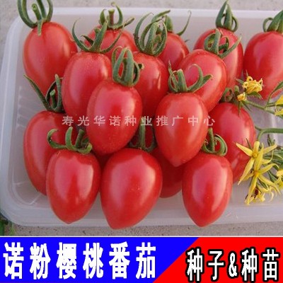 台湾诺粉008樱桃番茄种子粉红小西红柿种子圣女果口感番茄籽图2
