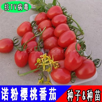 台湾诺粉008樱桃番茄种子粉红小西红柿种子圣女果口感番茄籽图3