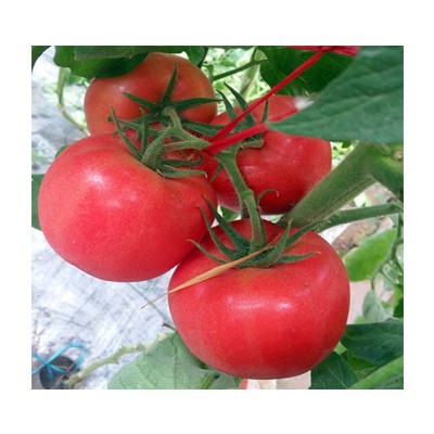 蔬菜番茄种子 西红柿种子凯丽876种子 高抗TY粉果番茄种子批发图5