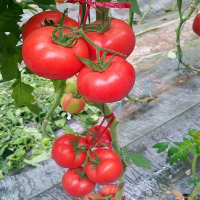 蔬菜番茄种子 西红柿种子凯丽876种子 高抗TY粉果番茄种子批发图3