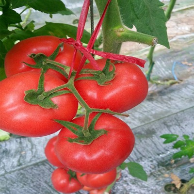 蔬菜番茄种子 西红柿种子凯丽876种子 高抗TY粉果番茄种子批发图2