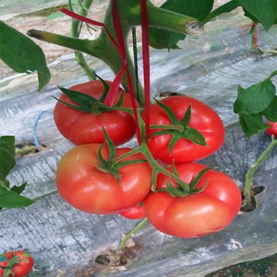 蔬菜番茄种子 西红柿种子凯丽876种子 高抗TY粉果番茄种子批发图4